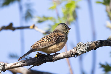 Ortolan Bunting