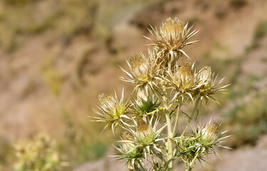 natural plants. wild thorn plant photos.