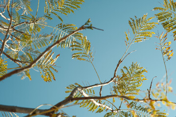 Tree in mexican desert against blue sky