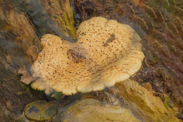 Dryad's Saddle On Trunk Of Tree