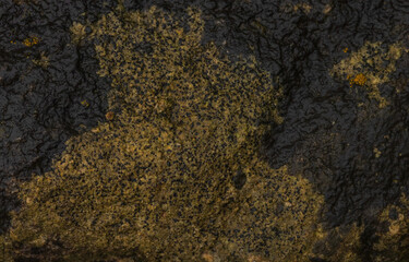 Black Lichen And Orange Lichen