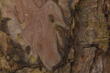 Bark Of Evergreen Tree