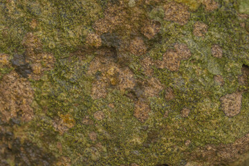 Lichens Drench In Moisture