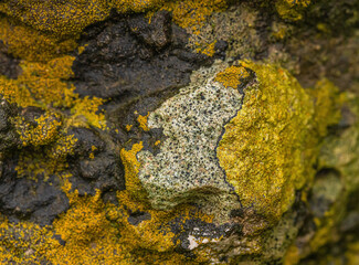 Lichens Drench In Moisture
