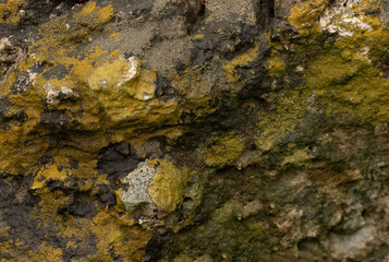 Lichens Drench In Moisture