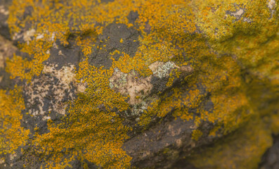 Lichens Drench In Moisture