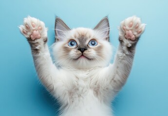 Obraz premium Playful Blue-Eyed Kitten with Outstretched Paws on Blue Background, Adorable Expression, Cute Feline Animal, Captivating Pet Photography