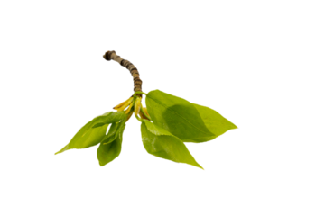 poplar tree branch with young leaves close up isolated on white background. spring view.