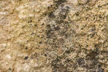 Rock Covered In Lichens