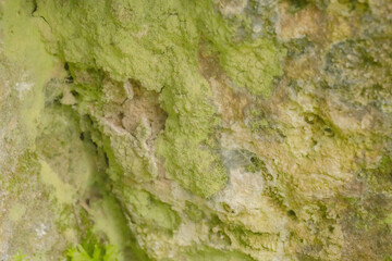 Stone Covered In Moisture