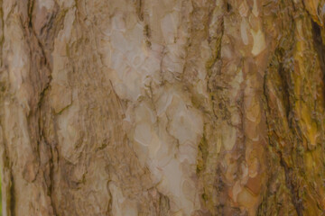 Bark Of Pine Tree