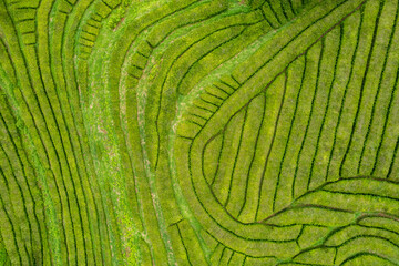 Aerial drone view of a tea plantation on a hill, forming lines and shapes, Gorreana Tea Factory, San Miguel, Azores, Portugal. Farm rural landscape, travel destination.