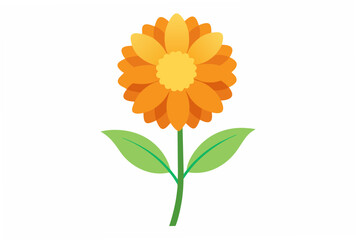 orange flower isolated on white background