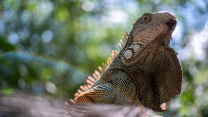 A garrobo in costa rica during the morning hours in a rescue center