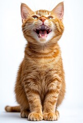 Obraz premium Playful orange tabby cat smiling joyfully on a bright background, showcasing its vibrant fur and engaging expression with sharp teeth exposed.