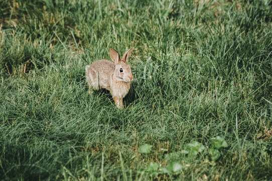 Baby Eastern Cottontail Bunny Rabbit in Fresh, Green, Spring Grass