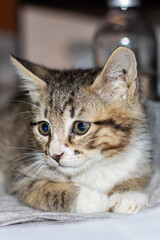 A cat is on a table with a blue box marked with the number 5