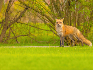 Red Fox Standing And Looking