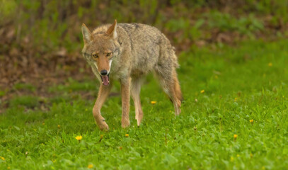 Coyote With Mouth Open