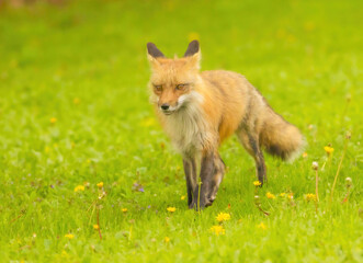 Red Fox In Dandelion Field