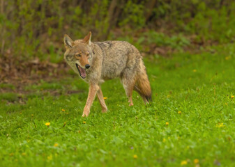 Coyote With Mouth Open