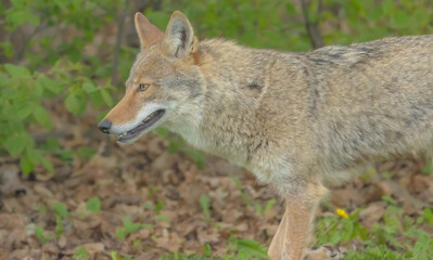 Close Up Of A Coyote
