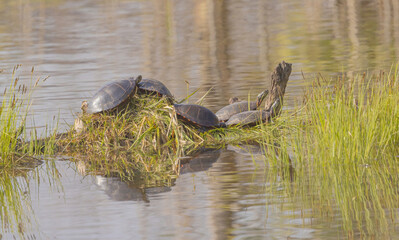 Turtles Basking In Sunshine