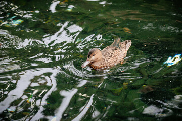 Female Mallard Duck In Emerald Water