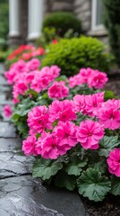 Vibrant pink flowers blooming in a garden border.