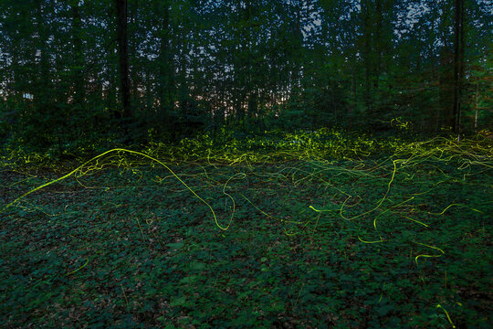 Fireflies with lightening trails over grass meadow in summer twilight (long exposure)
