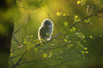Puszczyk, (Strix aluco), tawny owl © Bartosz Rakoczy