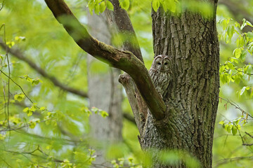 Puszczyk, (Strix aluco), tawny owl © Bartosz Rakoczy