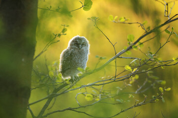 Puszczyk, (Strix aluco), tawny owl © Bartosz Rakoczy
