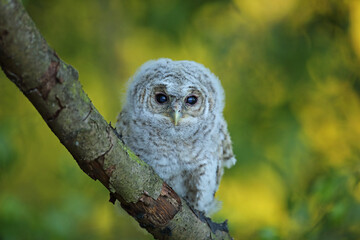 Puszczyk, (Strix aluco), tawny owl © Bartosz Rakoczy