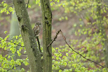 Puszczyk, (Strix aluco), tawny owl © Bartosz Rakoczy
