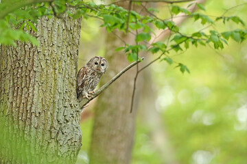 Puszczyk, (Strix aluco), tawny owl © Bartosz Rakoczy