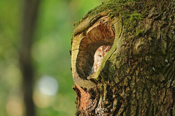 Puszczyk, (Strix aluco), tawny owl © Bartosz Rakoczy