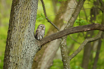 Puszczyk, (Strix aluco), tawny owl © Bartosz Rakoczy