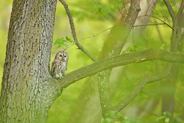 Puszczyk, (Strix aluco), tawny owl © Bartosz Rakoczy