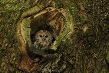 Puszczyk, (Strix aluco), tawny owl © Bartosz Rakoczy