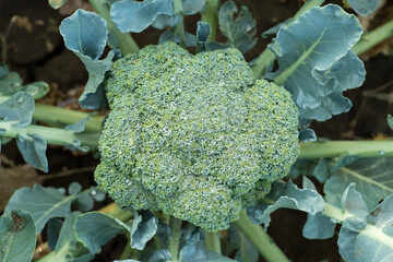 Fresh green broccoli growing in a garden with leaves and water droplets on its surface. View from above.