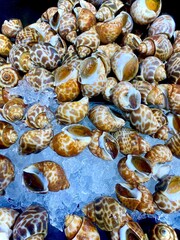 Spotted Babylon: Ice-cold, Sea Snail, Food Concept, Seafood Background.