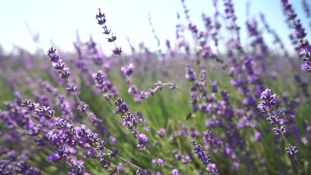 A field of purple lavender flowers