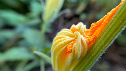 pumpkin flower
