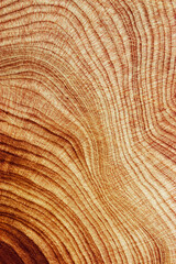 Close-Up of Wooden Tree Rings with Natural Texture, Detailed of tree rings at natural growth...