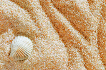 Aesthetic minimal summer background, white seashell on coral colored sand, copy space, beige neutral tones monochrome background. Top view sandy ripples textured pattern, meditation, relaxation theme