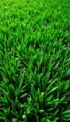 Obraz premium Vibrant green artificial turf square, seamless texture , lawn, seamless