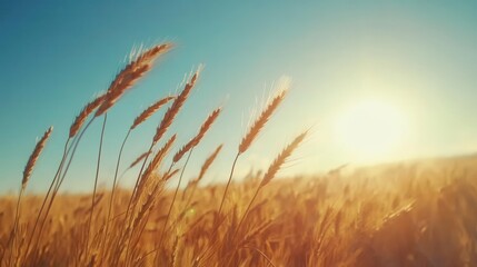 Naklejka premium Beautiful Illustration of a Field of Ripe Wheat Against the Blue Sky