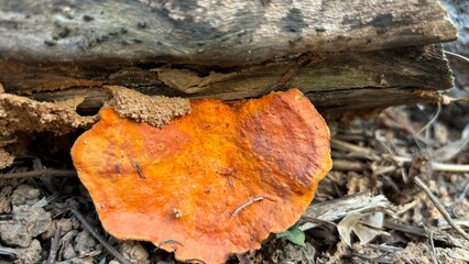 Orange wild mushroom 