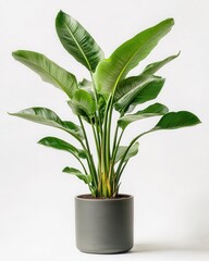Fototapeta premium Tropical House Plant in Stylish Modern Pot Isolated on Pure White Background for E-commerce Display